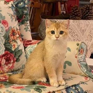 Meet your Posher, Li